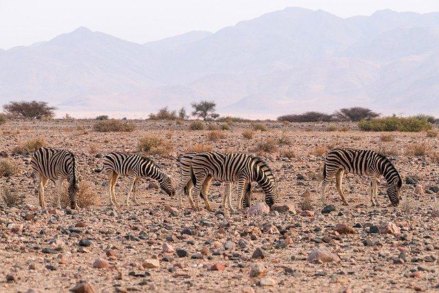 zebra, animals, wildlife, mammals, wild, nature, landscape, namibia, desert